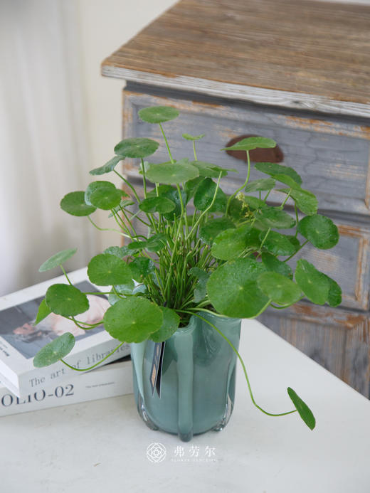 水培铜钱草 商品图0