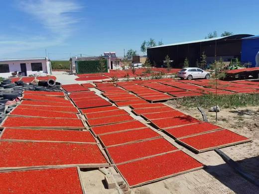 包邮/无硫中卫头茬枸杞  无任何添加  自然晾晒 商品图3