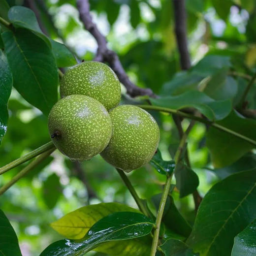 【云南新鲜湿核桃】去青皮新鲜湿核桃 百年古树核桃 薄皮嫩核桃 清甜脆嫩 甘甜味美 剥开薄壳 果仁饱满 赠送核桃夹 2种规格任选 商品图6