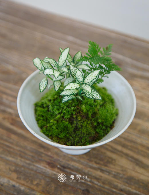 碟盆盆栽 商品图1