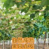 阳光玫瑰5斤礼盒【NB】 商品缩略图3