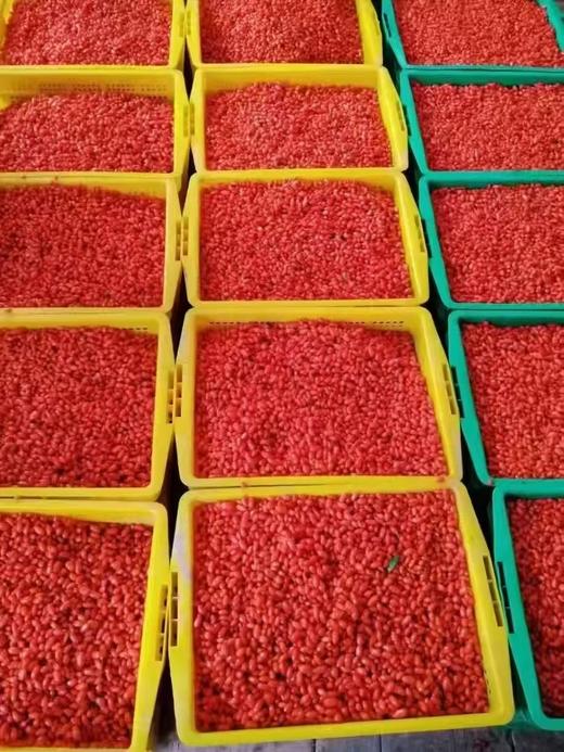 包邮/无硫中卫头茬枸杞  无任何添加  自然晾晒 商品图5