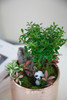 组合盆栽 商品缩略图1