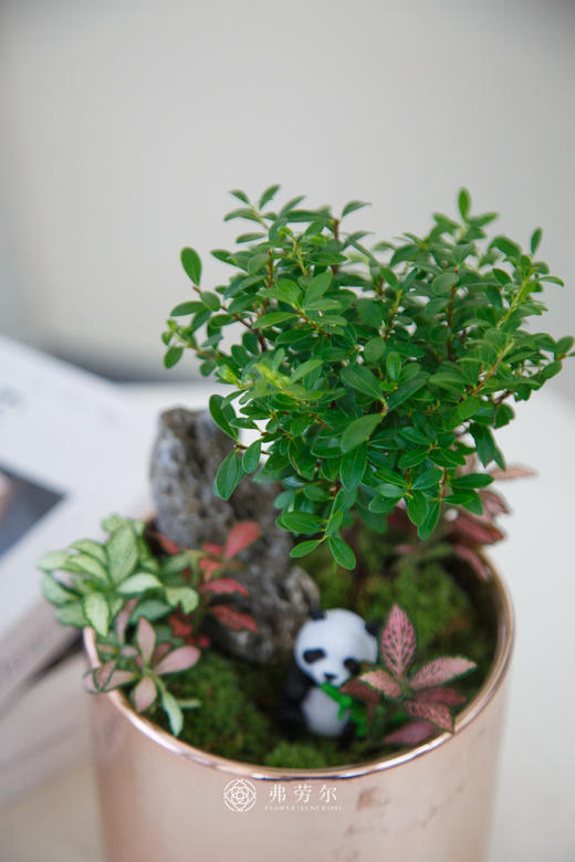 组合盆栽 商品图1