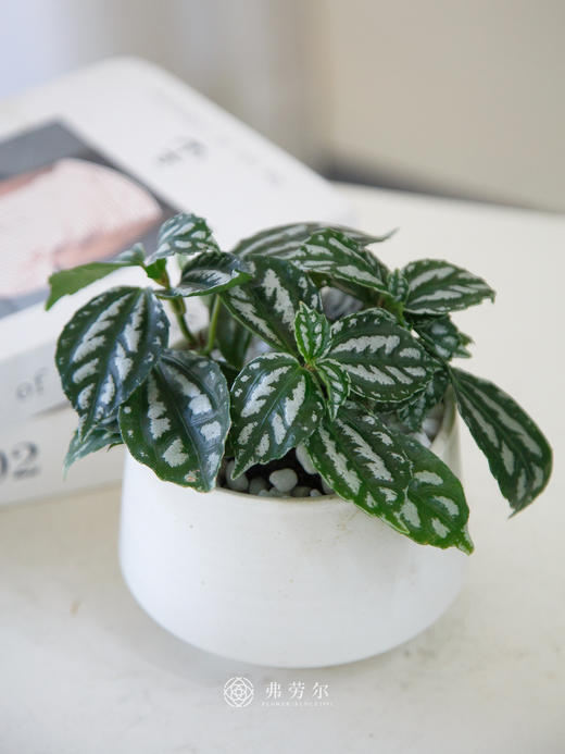 冷水花 商品图0