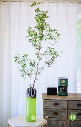 进口马醉木⑩（不含瓶）