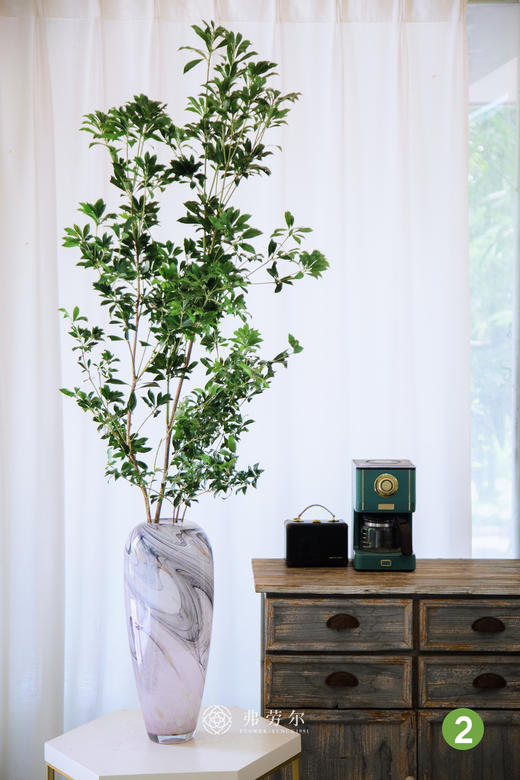 进口马醉木②（不含瓶） 商品图0