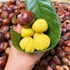 【板栗仁】约250g±20g/袋（冷藏保存） 商品缩略图0