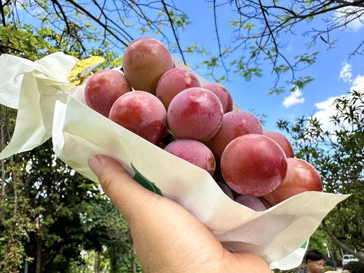 顶级品种 妮娜皇后（自带红酒香 圆润大，颜值高，味道好） 商品图1
