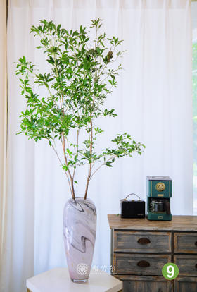 进口马醉木⑨（不含瓶）