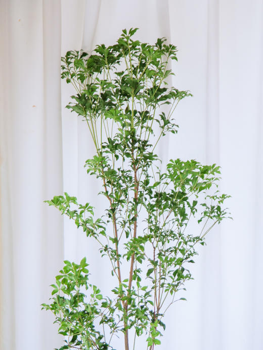 进口马醉木①（不含瓶） 商品图2