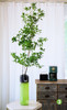 绿色花瓶（不含花） 商品缩略图1