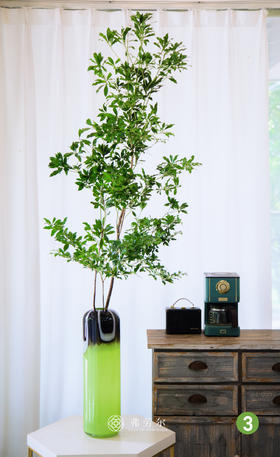 进口马醉木③（不含瓶）