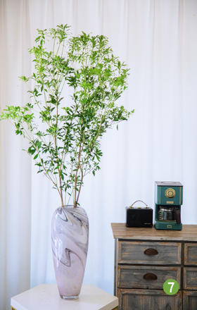 进口马醉木⑦（不含瓶）