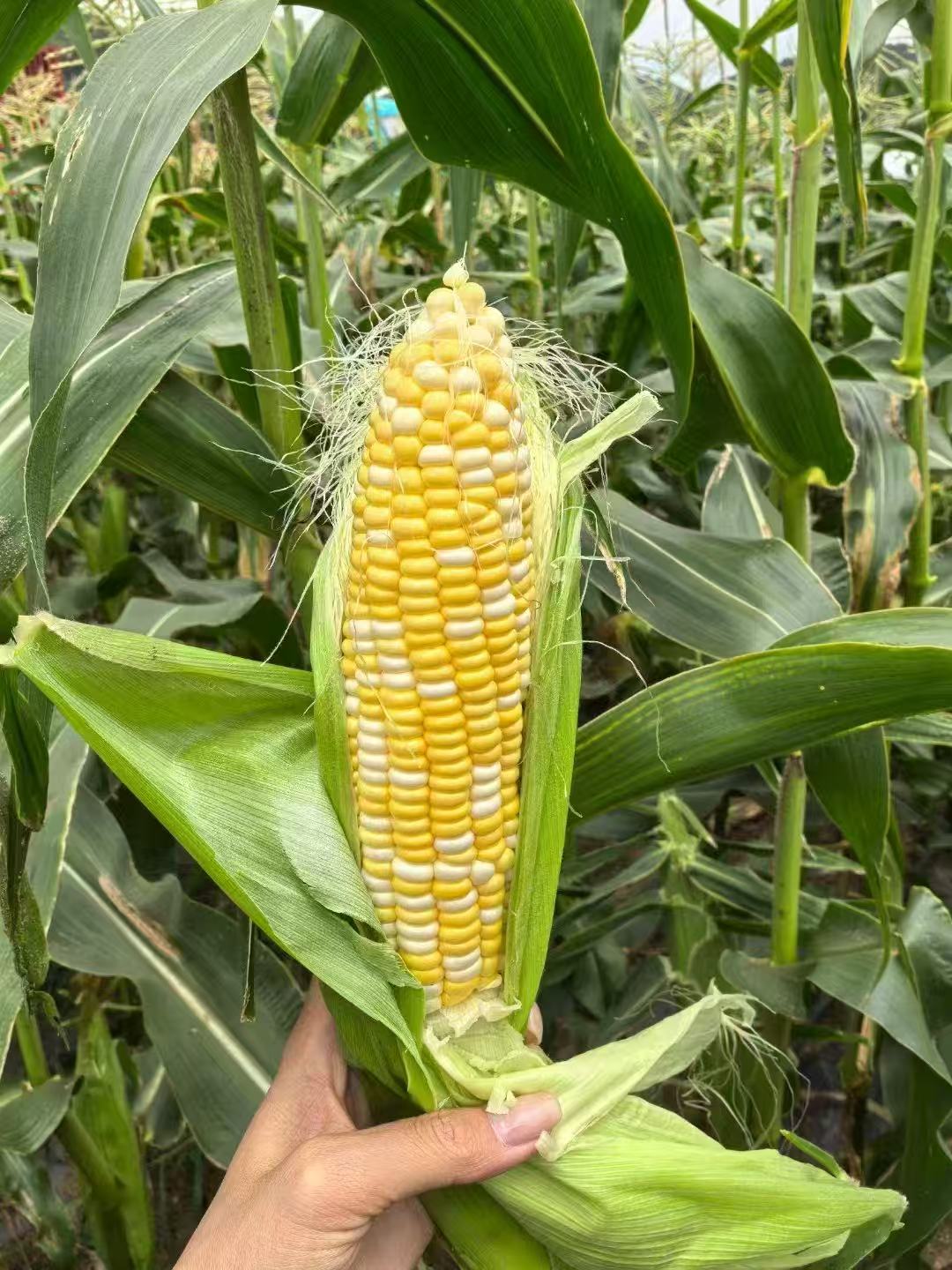 金色年华水果玉米（6根）