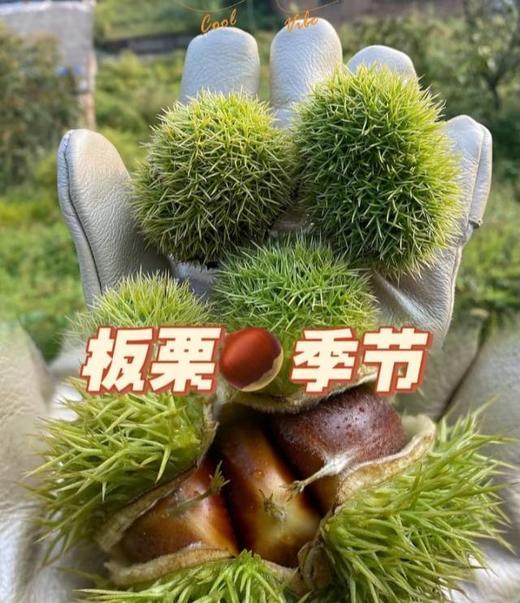 【板栗仁】约250g±20g/袋（冷藏保存） 商品图2