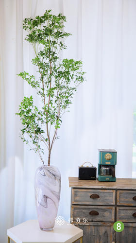 进口马醉木⑧（不含瓶）