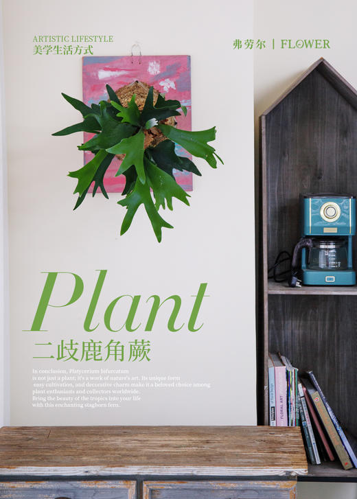 板植鹿角蕨 商品图0