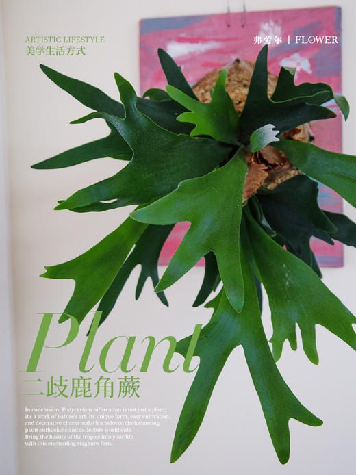 板植鹿角蕨 商品图2