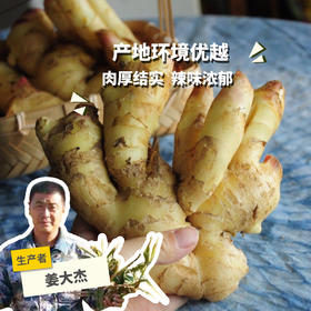 生态蟠桃大姜| 合作生产*Eco-Pantao Ginger | Coproduction