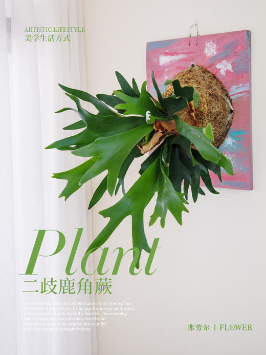 板植鹿角蕨 商品图1