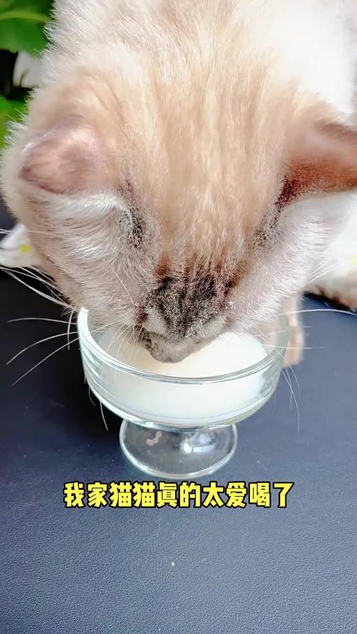 冒险与它羊乳酸奶60g/袋猫咪零食山羊奶补充营养狗狗零食幼猫幼犬 商品图5