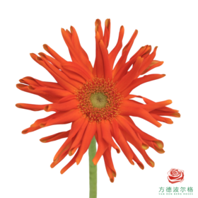 外购非洲菊-梵蒂冈