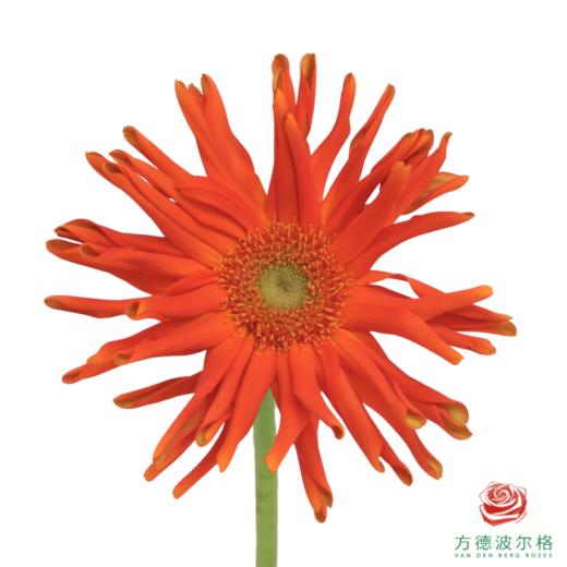 外购非洲菊-梵蒂冈 商品图0