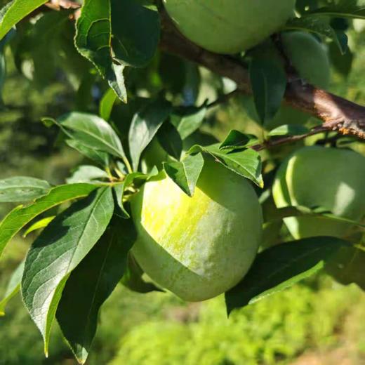 水果优选-建宁油奈，果大核小，醉好吃的时节到了（坏果1个赔付2元） 商品图6