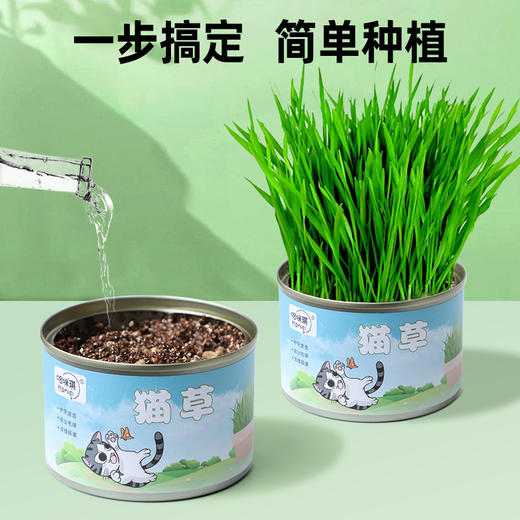 哈咪琪猫咪猫草罐头懒人种植套装成猫幼猫草化毛球养殖罐30g 商品图3