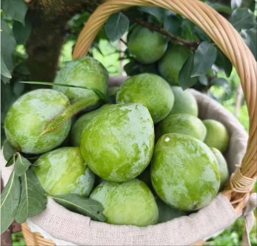 水果优选-建宁油奈，果大核小，醉好吃的时节到了（坏果1个赔付2元） 商品图5