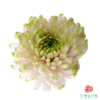 VDB单头小菊-罗斯安娜粉绿 商品缩略图0