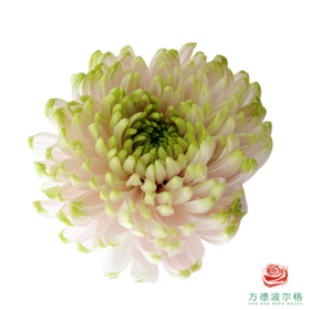 VDB单头小菊-罗斯安娜粉绿