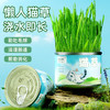哈咪琪猫咪猫草罐头懒人种植套装成猫幼猫草化毛球养殖罐30g 商品缩略图0