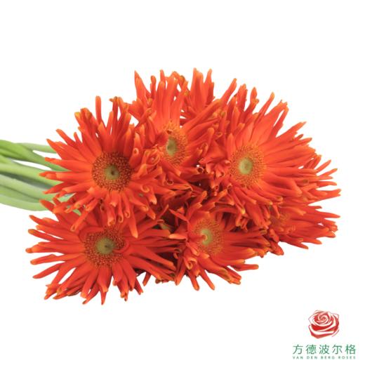 外购非洲菊-梵蒂冈 商品图2