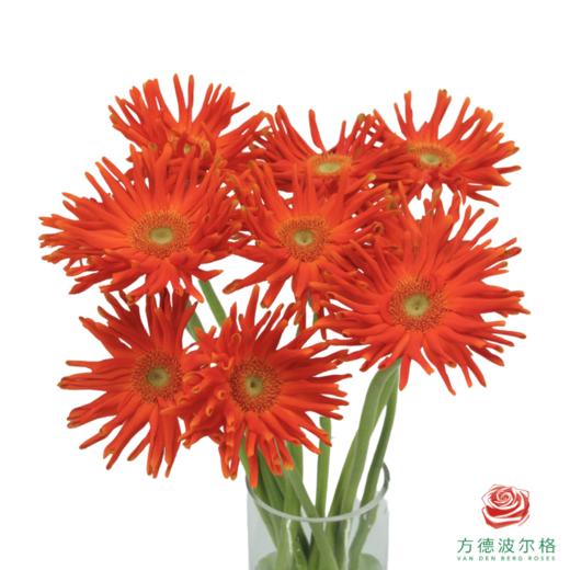 外购非洲菊-梵蒂冈 商品图1