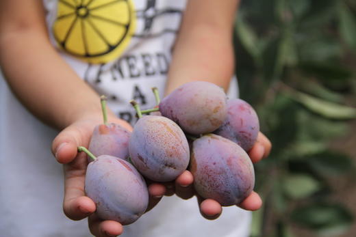 火热预售【吉耕严选】新疆·喀什法兰西 西梅 商品图1