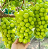 晴王葡萄1.3斤~1.5斤 商品缩略图0