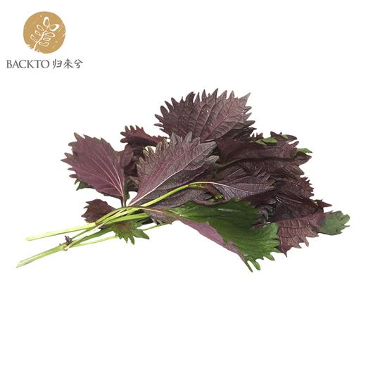 紫苏 100g/份 （归来兮有机农场自产）全国配送（偏远地区除外） 商品图0
