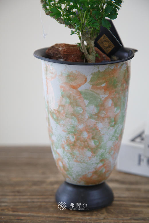 福禄桐 商品图2