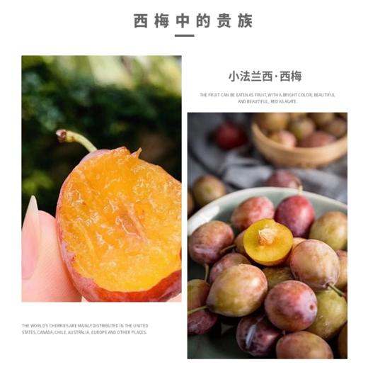 火热预售【吉耕严选】新疆·喀什法兰西 西梅 商品图5