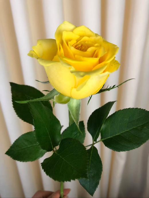 秒杀----金枝玉叶玫瑰 商品图3