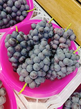 采摘园葡萄2斤