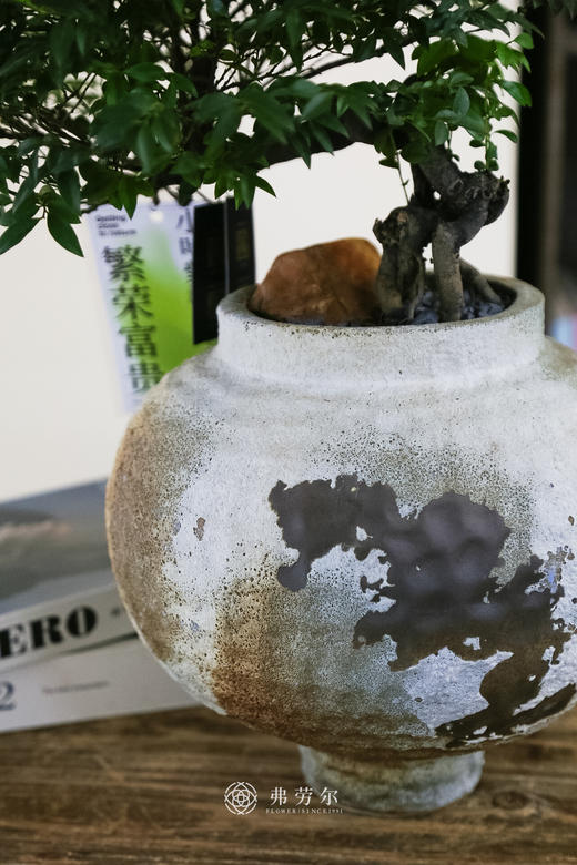 提根紫檀 商品图2