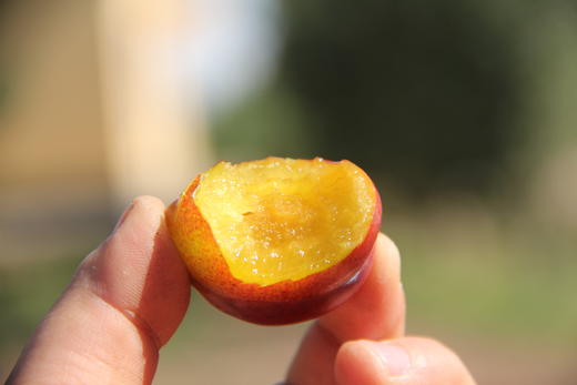 火热预售【吉耕严选】新疆·喀什法兰西 西梅 商品图2