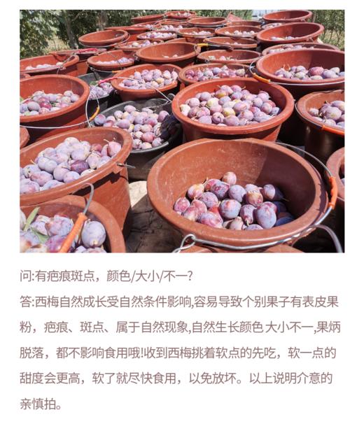 火热预售【吉耕严选】新疆·喀什法兰西 西梅 商品图7