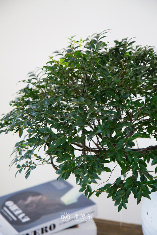 提根紫檀 商品图1