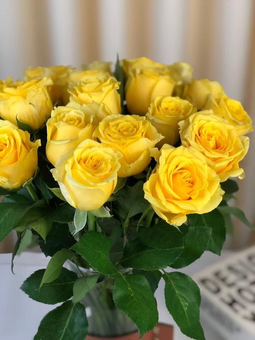 秒杀----金枝玉叶玫瑰 商品图7