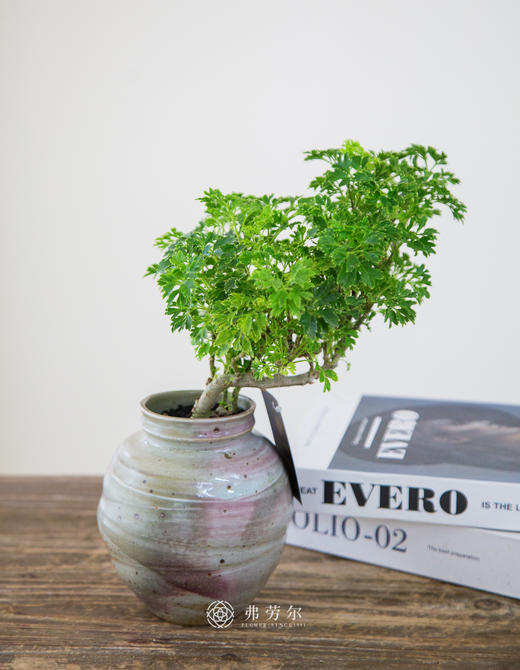 福禄桐 商品图0