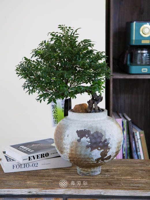 提根紫檀 商品图0